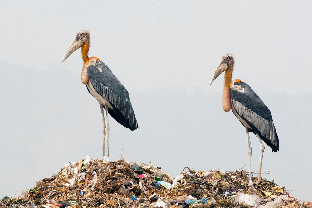 The Greater Adjutant Stork