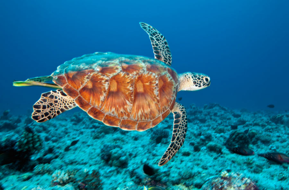 The Green Sea Turtle