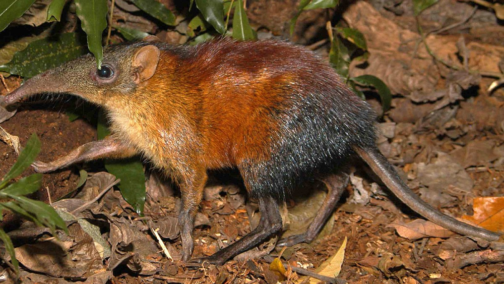 The Grey-faced Sengi