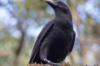 The Hawaiian Crow