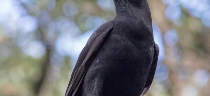 The Hawaiian Crow