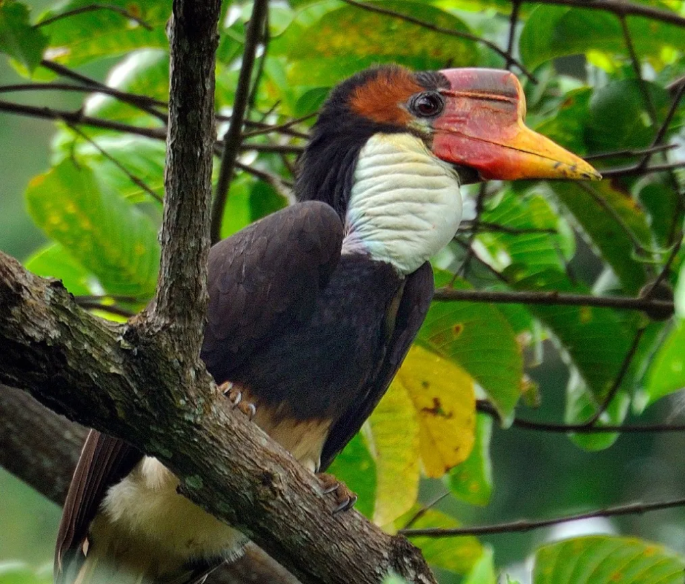 The Helmeted Hornbill