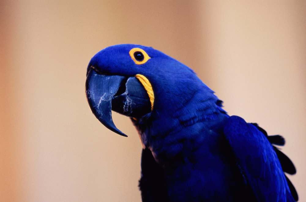 The Hyacinth Macaw