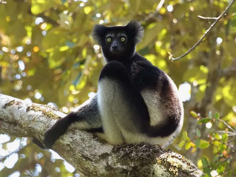 The Indri