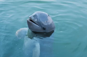 The Irrawaddy Dolphin