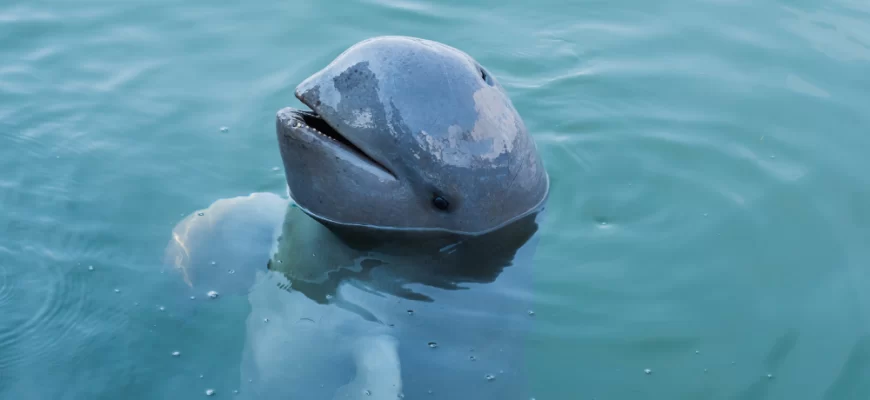 The Irrawaddy Dolphin