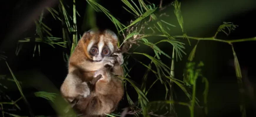 The Javan Slow Loris