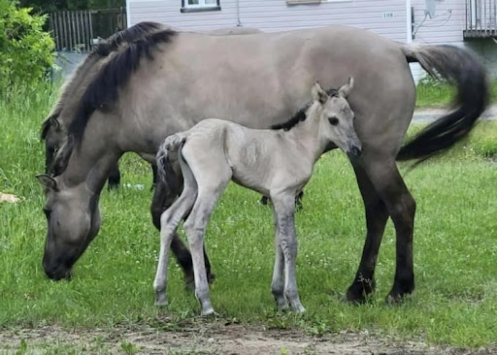 The Lac La Croix Indian Pony