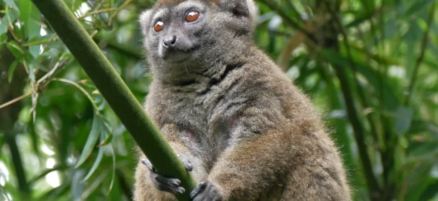 The Lesser Bamboo Lemur