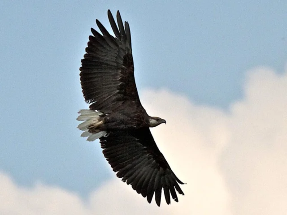 The Madagascar Fish Eagle 