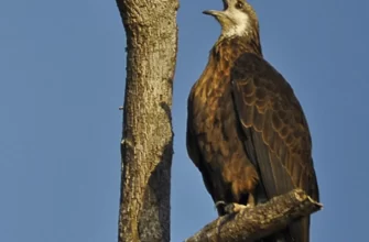 The Madagascar Fish Eagle