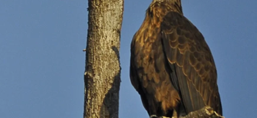 The Madagascar Fish Eagle