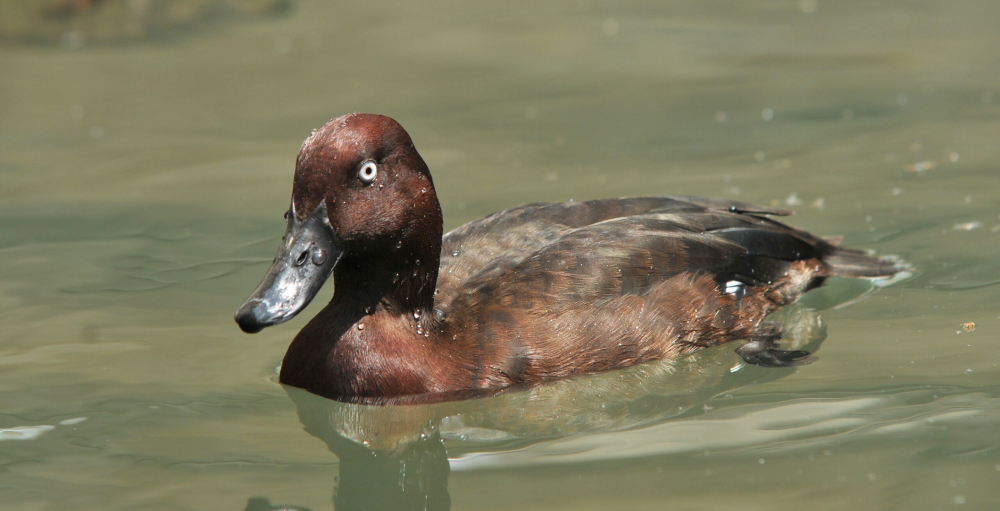 The Madagascar Pochard