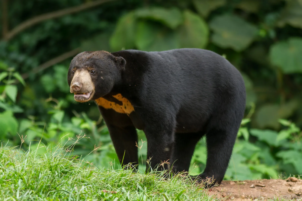 The Malayan Sun Bear