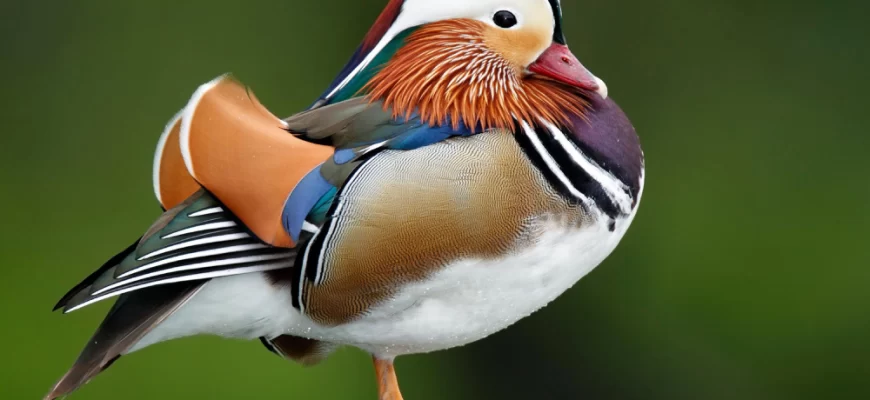 The Mandarin Duck