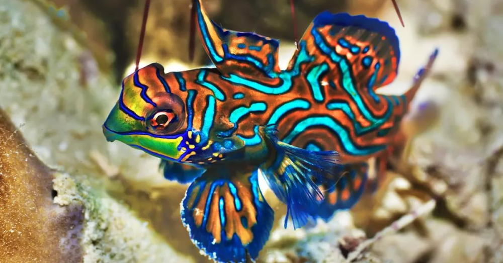 The Mandarinfish