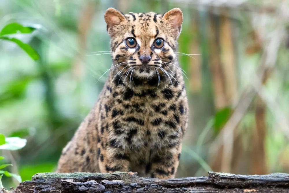 The Marbled Cat