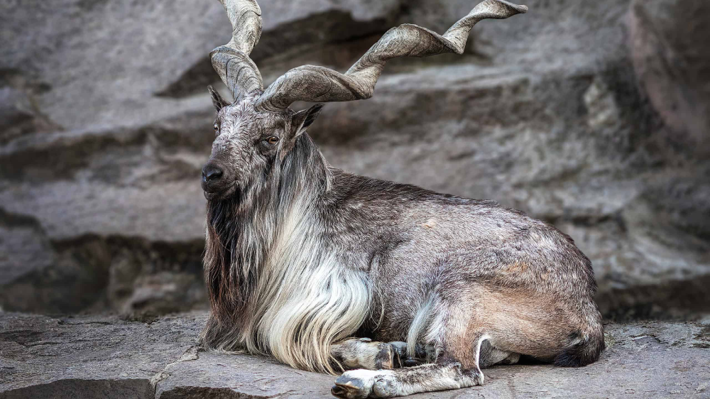 The Markhor