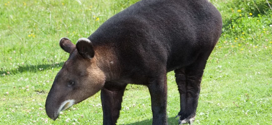 The Mountain Tapir