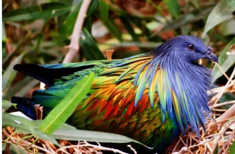 The Nicobar Pigeon