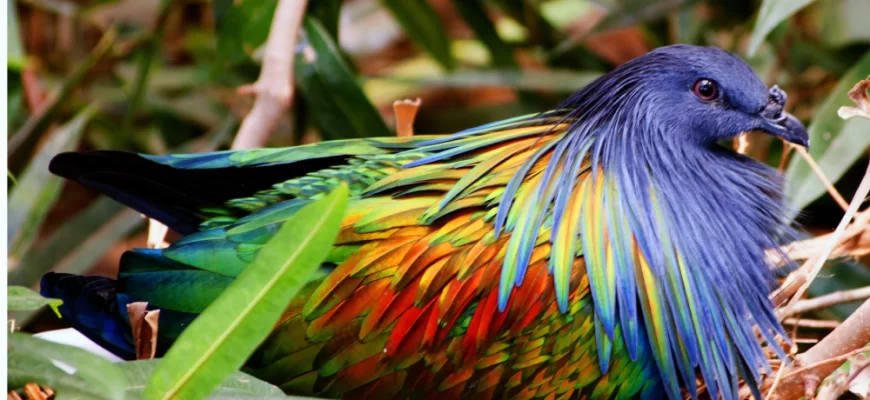 The Nicobar Pigeon