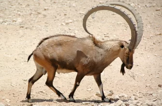 The Nubian Ibex