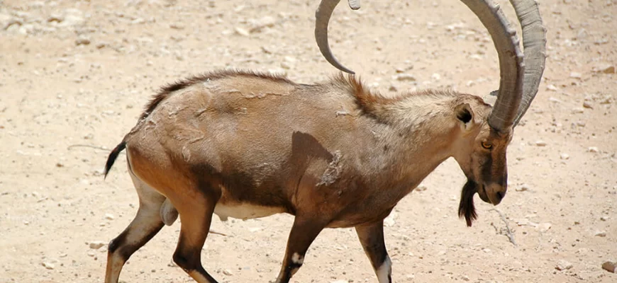 The Nubian Ibex