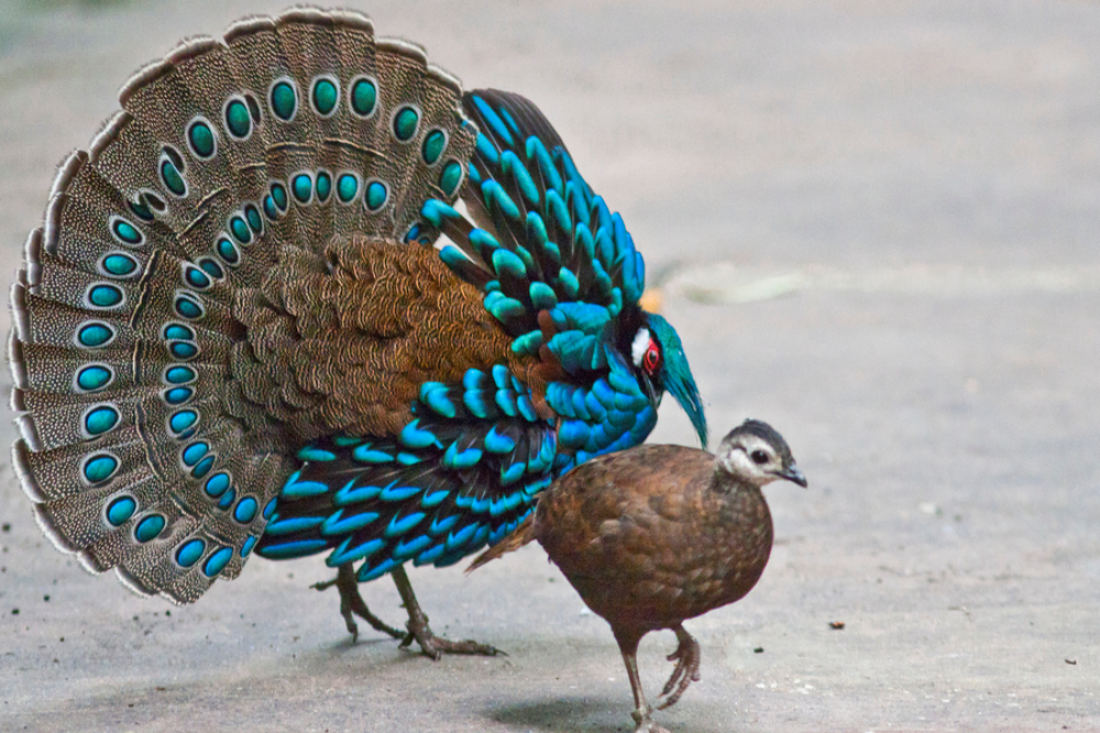 The Palawan Peacock-pheasant