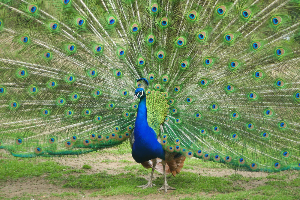 The Peacock