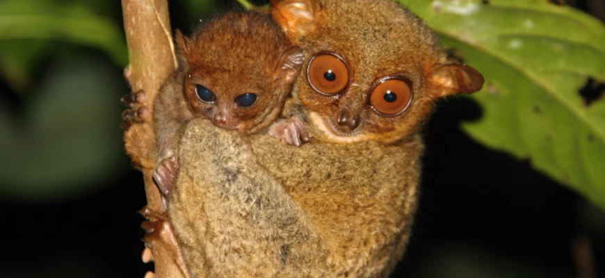 The Philippine Tarsier