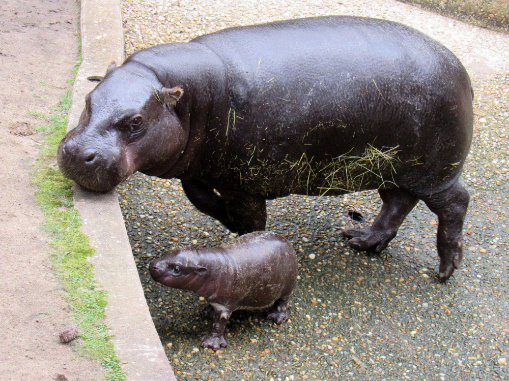 The Pygmy Hippopotamus