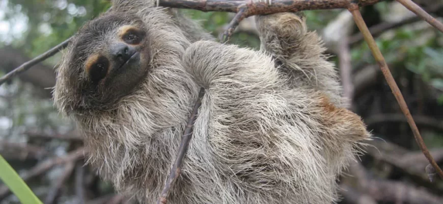 The Pygmy Three-toed Sloth