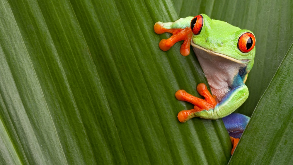 The Red-Eyed Tree Frog