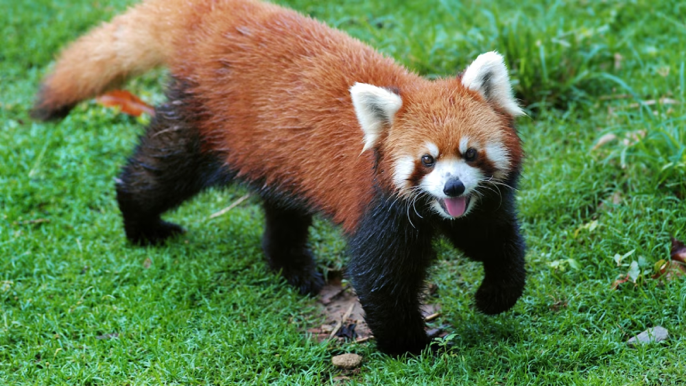 The Red Panda