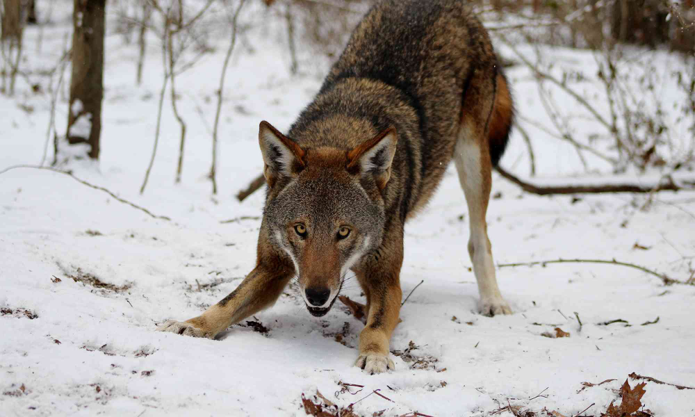 The Red Wolf (Canis rufus)