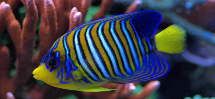 The Regal Angelfish