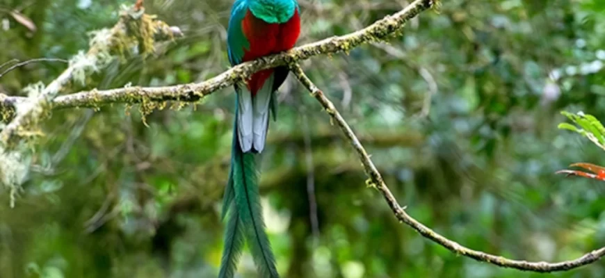 The Resplendent Quetzal