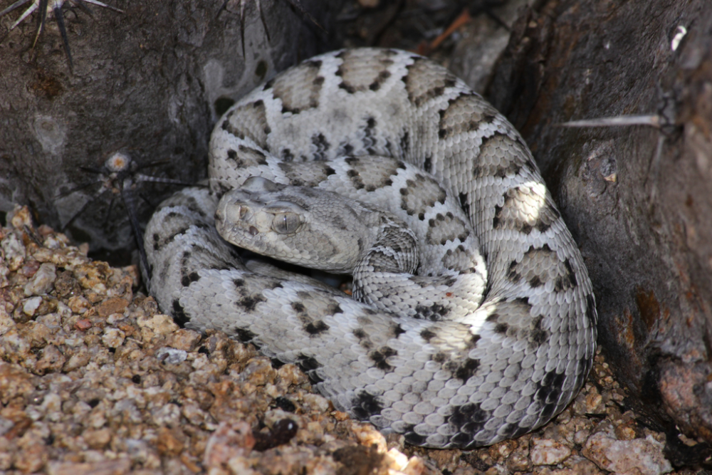 The Santa Catalina Island Rattlesnake