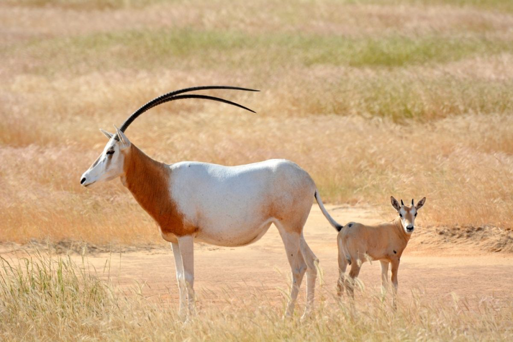 The Scimitar-horned Oryx