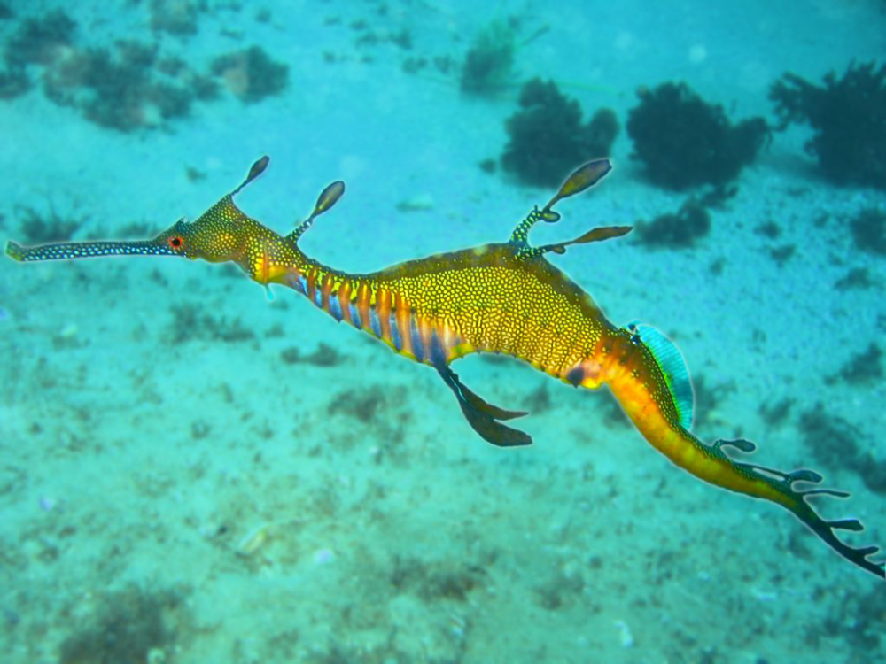 The Sea Dragon