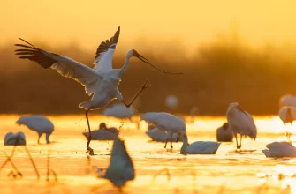 The Siberian Crane