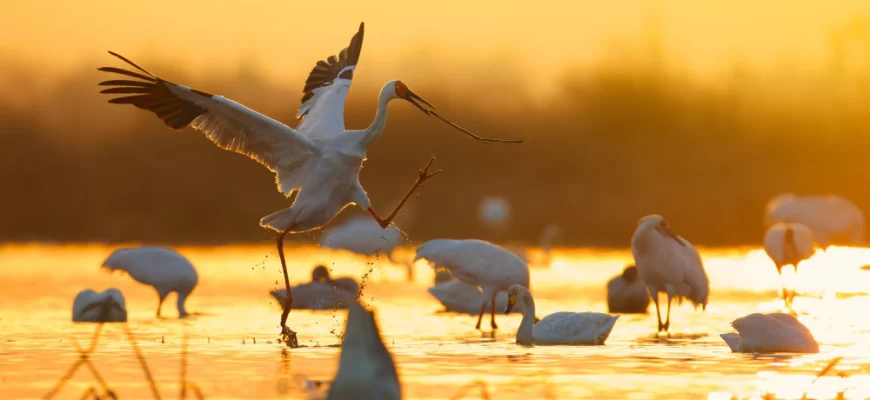 The Siberian Crane