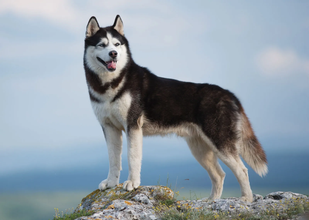 The Siberian Husky