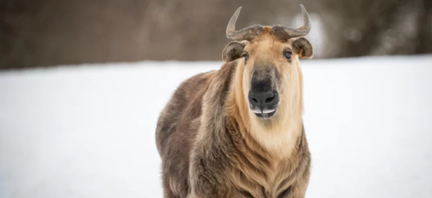 The Sichuan Takin