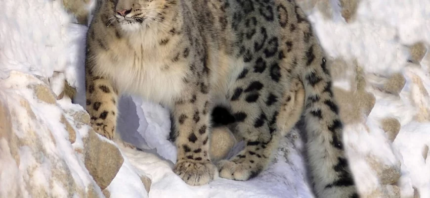 The Snow Leopard