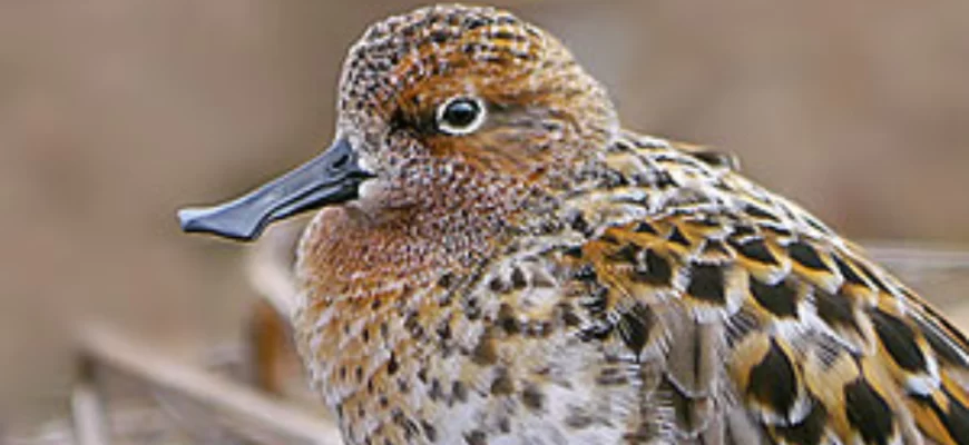 The Spoon-billed Sandpiper