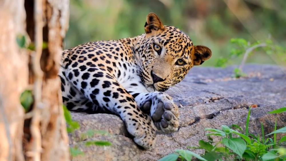 The Sri Lankan leopard