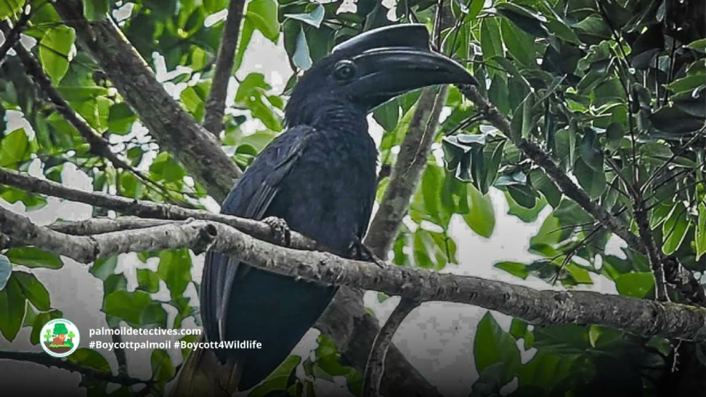 The Sulu Hornbill