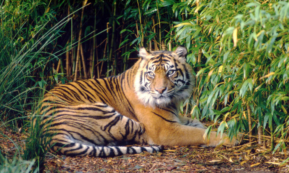 The Sunda Tiger