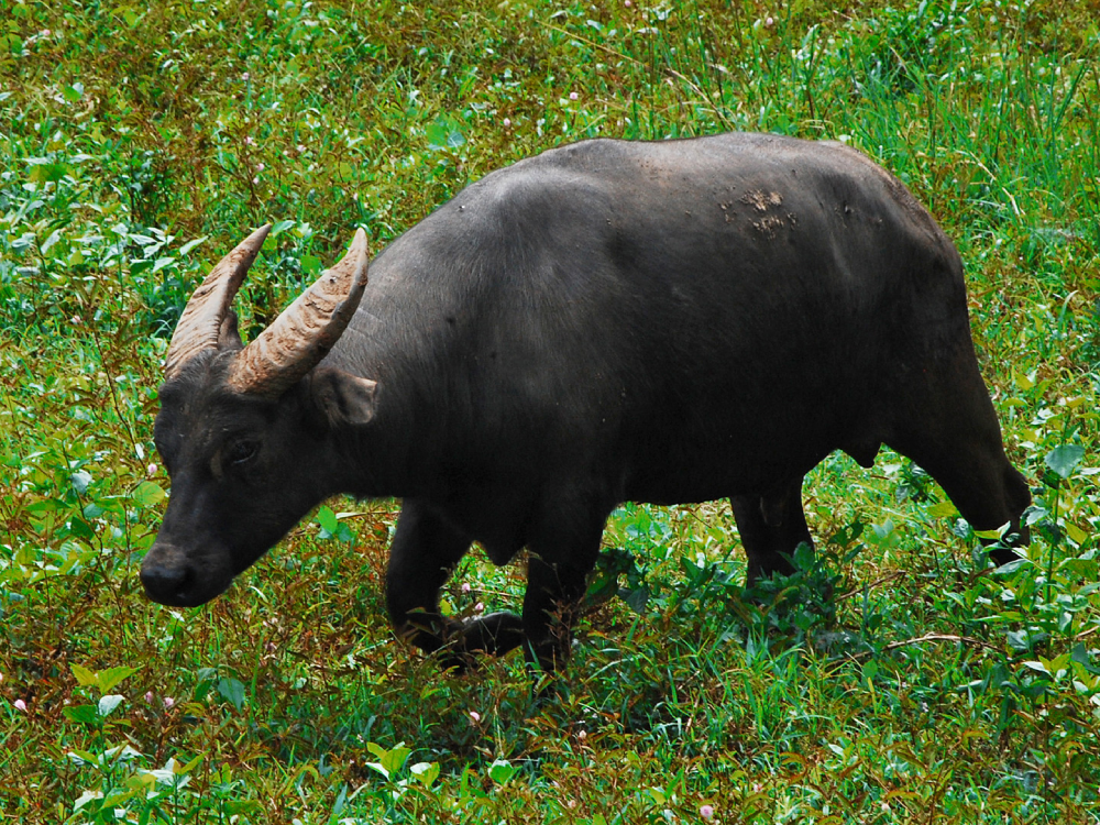 The Tamaraw